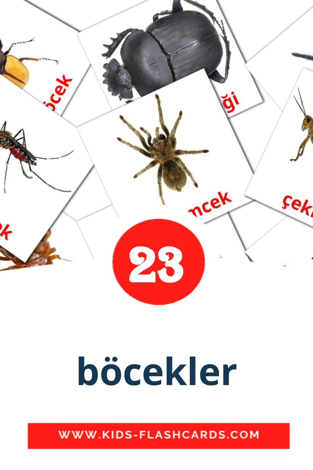 böcekler на турецком для Детского Сада (23 карточки)