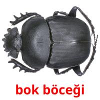 bok böceği card for translate