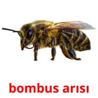 bombus arısı Bildkarteikarten