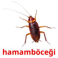 hamamböceği карточки энциклопедических знаний