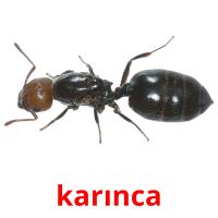 karınca card for translate