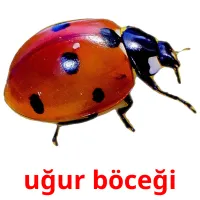 uğur böceği Bildkarteikarten