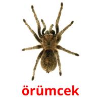 örümcek card for translate