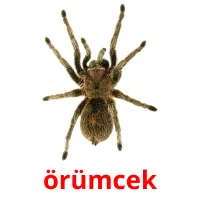 örümcek Bildkarteikarten