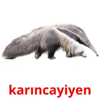 karıncayiyen picture flashcards