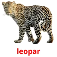 leopar picture flashcards