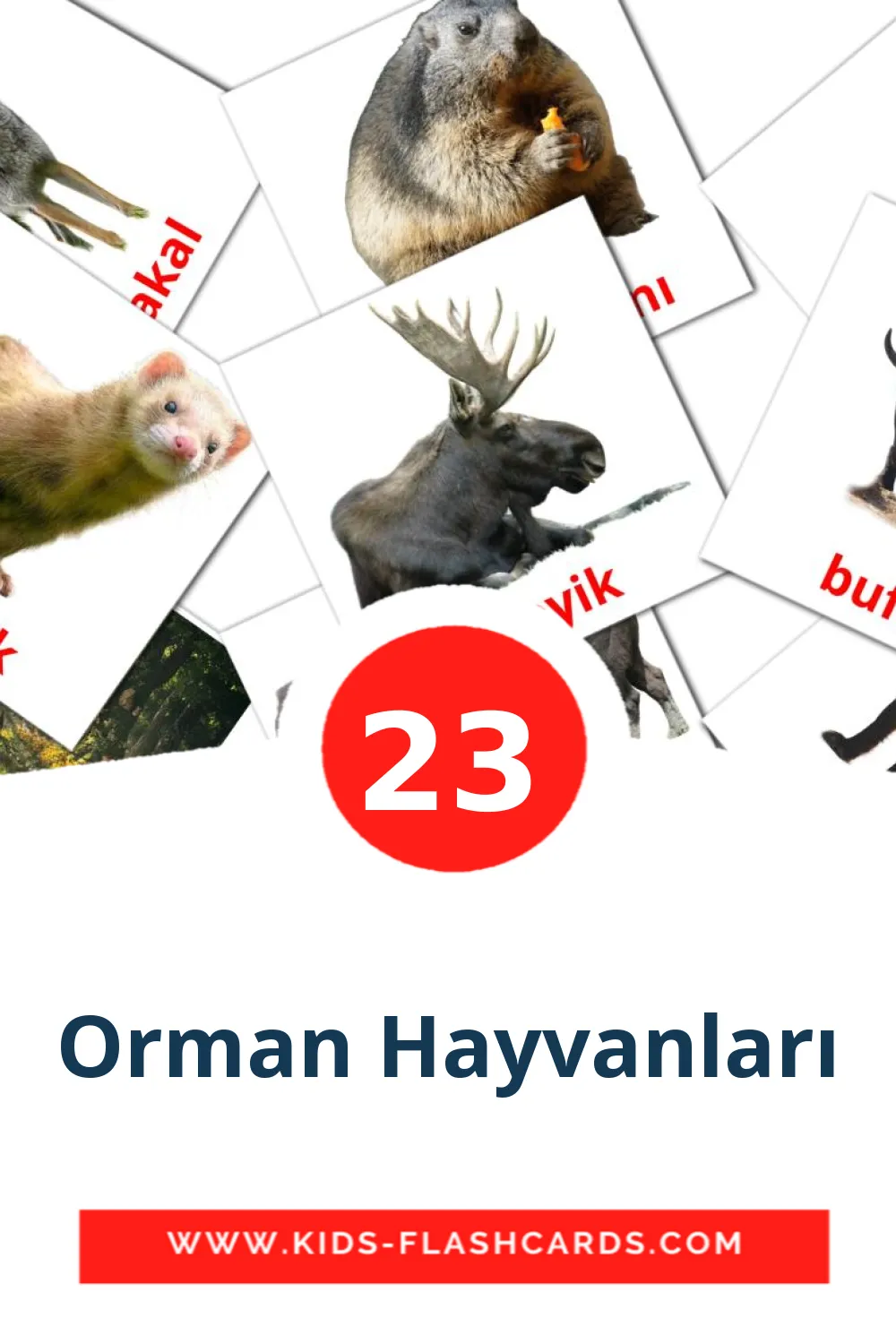 23 Orman Hayvanları Picture Cards for Kindergarden in turkish