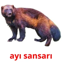 ayı sansarı picture flashcards