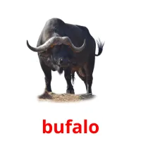 bufalo picture flashcards