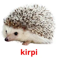 kirpi picture flashcards