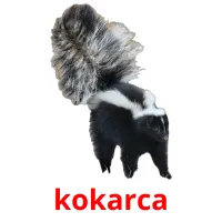 kokarca picture flashcards