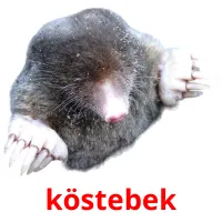 köstebek picture flashcards