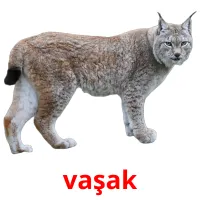 vaşak picture flashcards