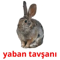 yaban tavşanı picture flashcards