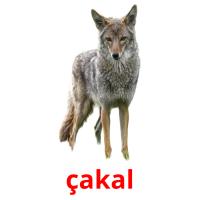 çakal card for translate