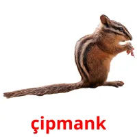 çipmank picture flashcards