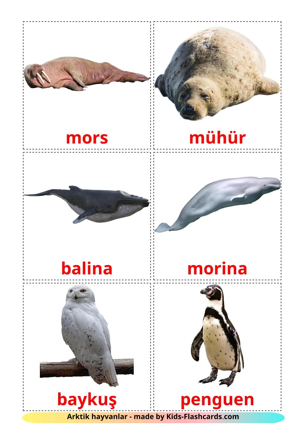 Arctic animals - 15 Free Printable turkish Flashcards 