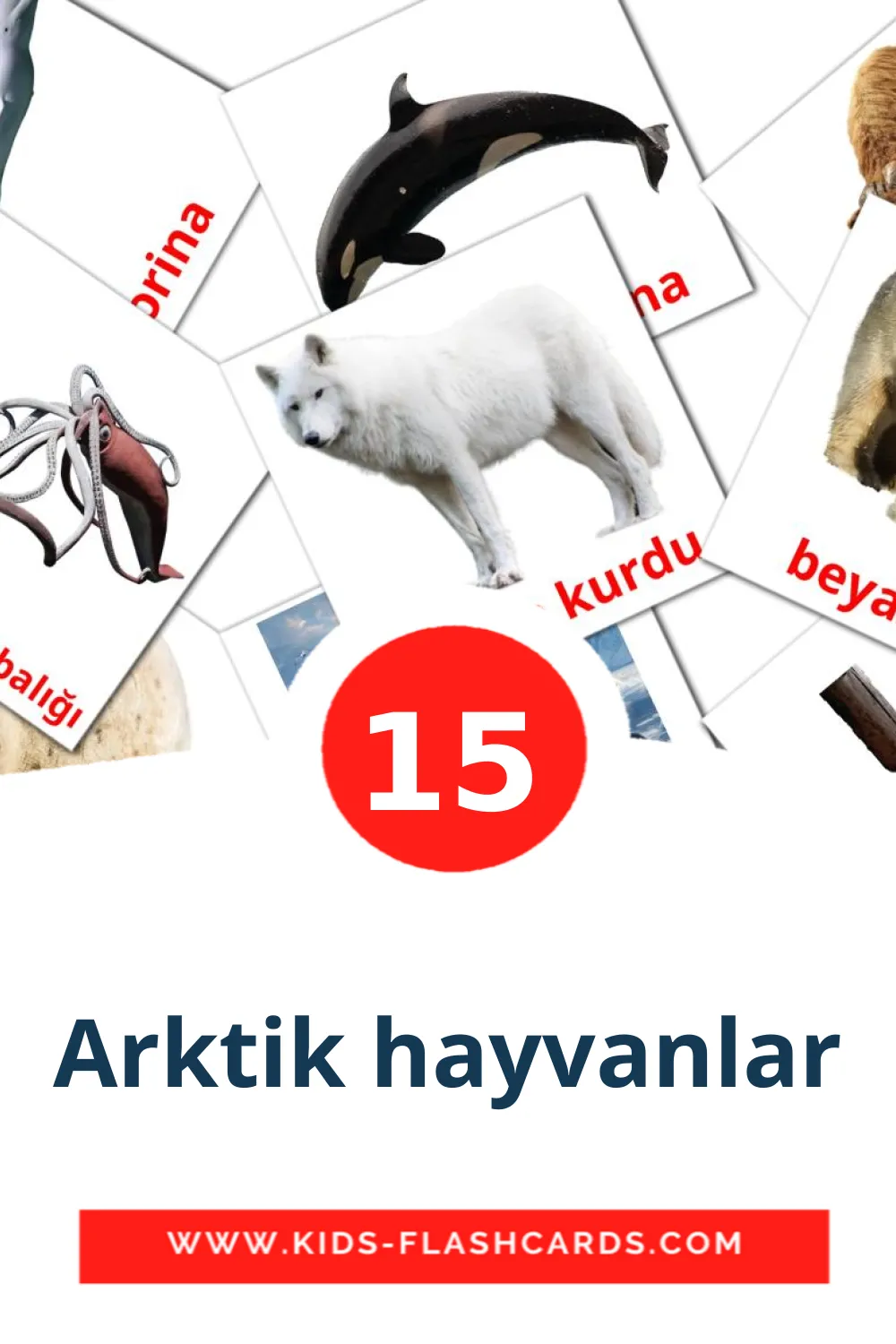 15 Arktik hayvanlar Picture Cards for Kindergarden in turkish