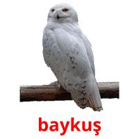 baykuş карточки энциклопедических знаний