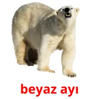 beyaz ayı picture flashcards