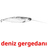 deniz gergedanı picture flashcards