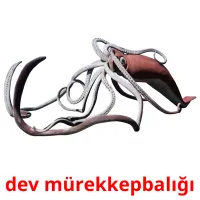 dev mürekkepbalığı picture flashcards