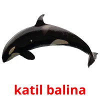 katil balina picture flashcards