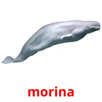 morina picture flashcards