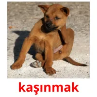 kaşınmak picture flashcards