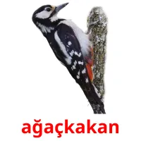 ağaçkakan picture flashcards