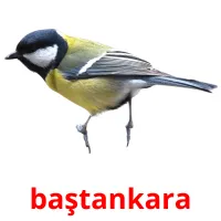 baştankara picture flashcards