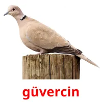 güvercin picture flashcards