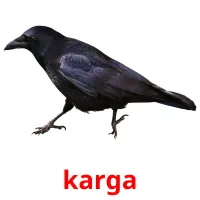 karga picture flashcards