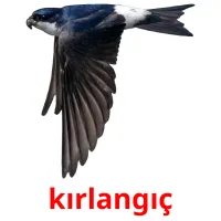 kırlangıç picture flashcards