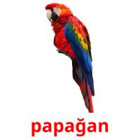papağan card for translate