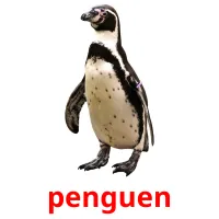 penguen picture flashcards