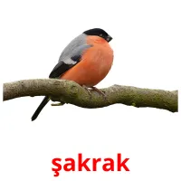 şakrak picture flashcards