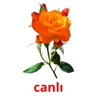 canlı picture flashcards