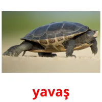 yavaş picture flashcards