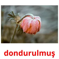 dondurulmuş picture flashcards