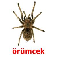 örümcek карточки энциклопедических знаний