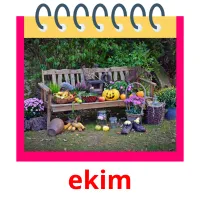 ekim Bildkarteikarten