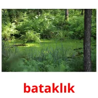 bataklık Bildkarteikarten