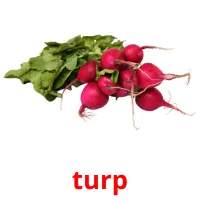 turp Bildkarteikarten