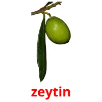 zeytin Bildkarteikarten