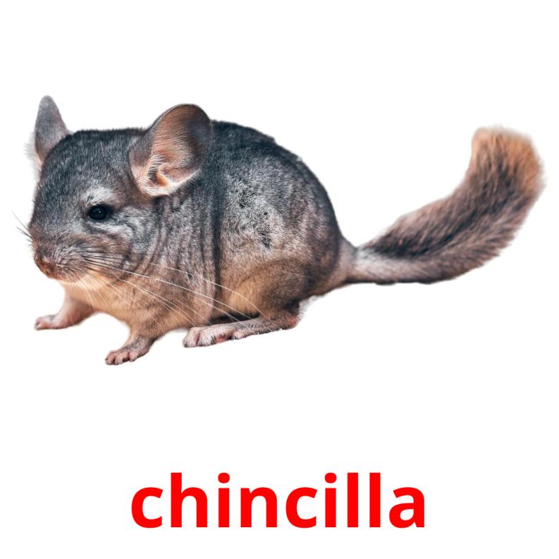 chincilla picture flashcards