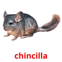 chincilla карточки энциклопедических знаний