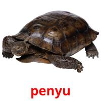 penyu card for translate