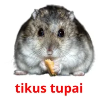 tikus tupai карточки энциклопедических знаний