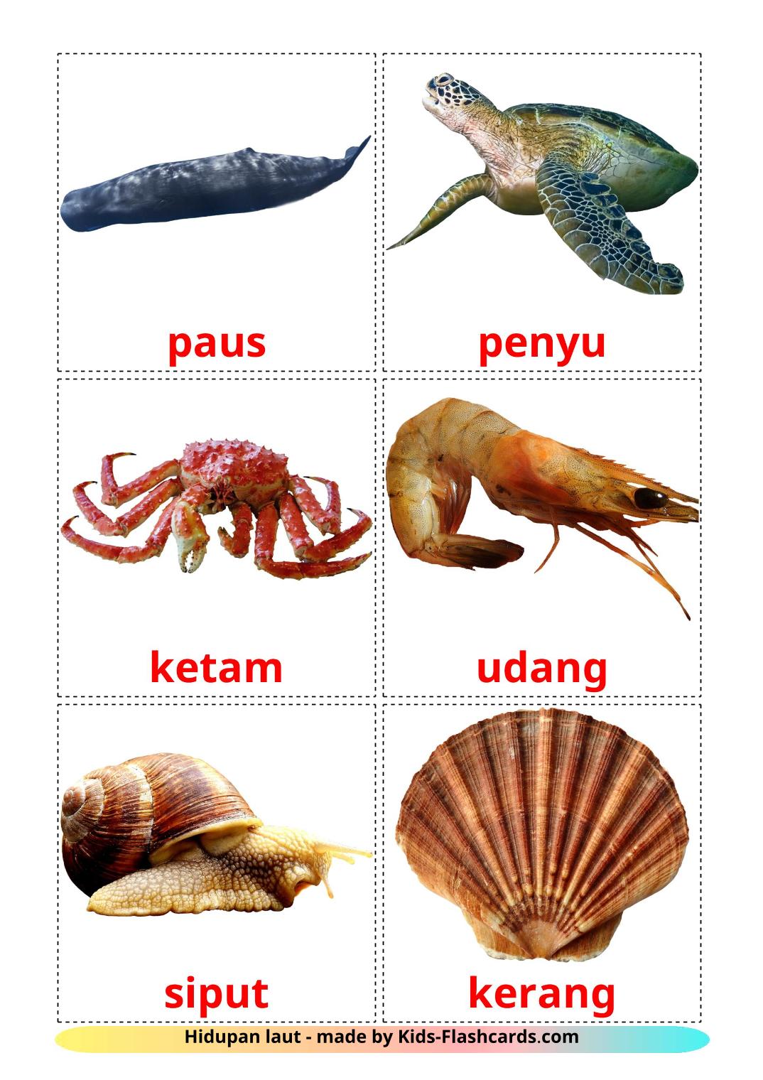 Sea animals - 29 Free Printable malay Flashcards 